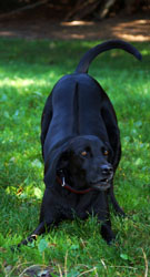 Hundebetreuung Friedrichshain 1